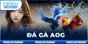 Đá gà AOG